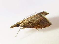 Microcausta flavipunctalis