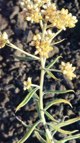 Pseudognaphalium attenuatum