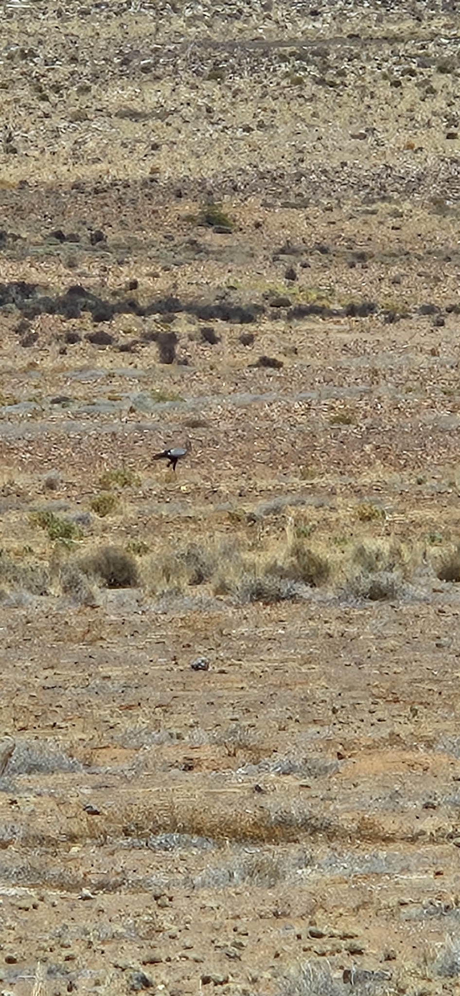 Secretarybird (Sagittarius serpentarius), photo 4