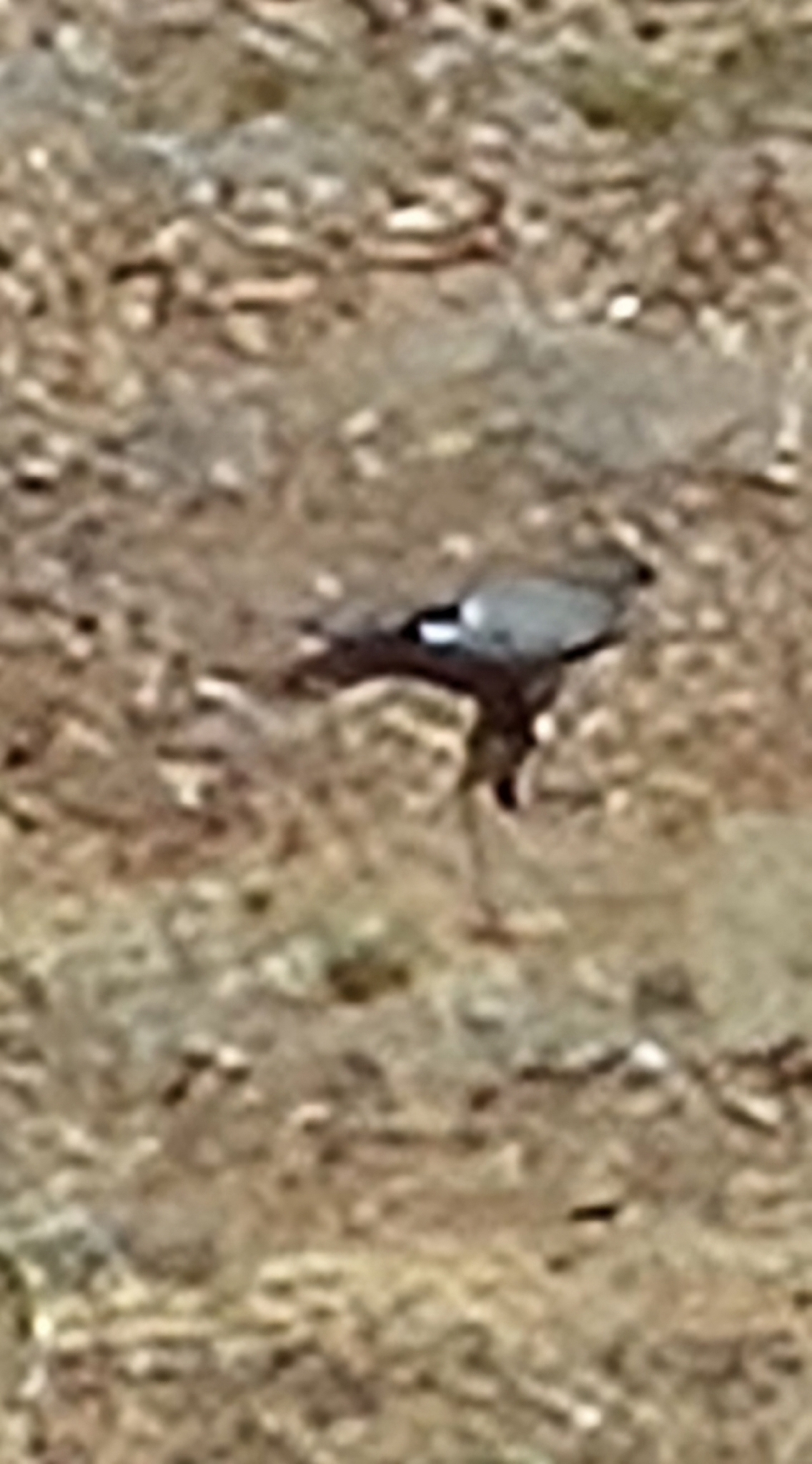 Secretarybird (Sagittarius serpentarius), photo 5