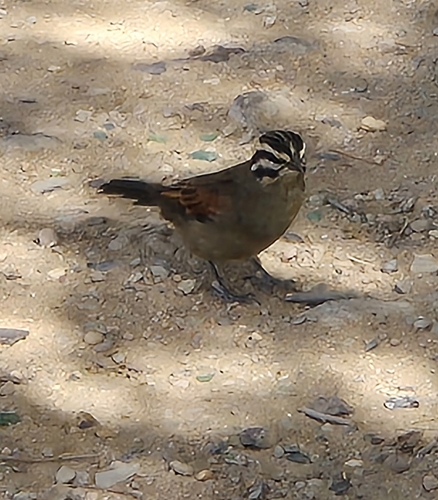 Cape Bunting (Emberiza capensis), photo 2