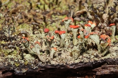 Cladonia incrassata