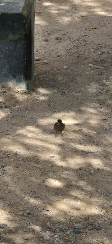 Cape Bunting (Emberiza capensis), photo 3