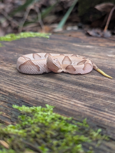 Eastern Copperhead