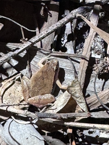 Ninh Thuan Narrow-mouth Frog, Microhyla ninhthuanensis