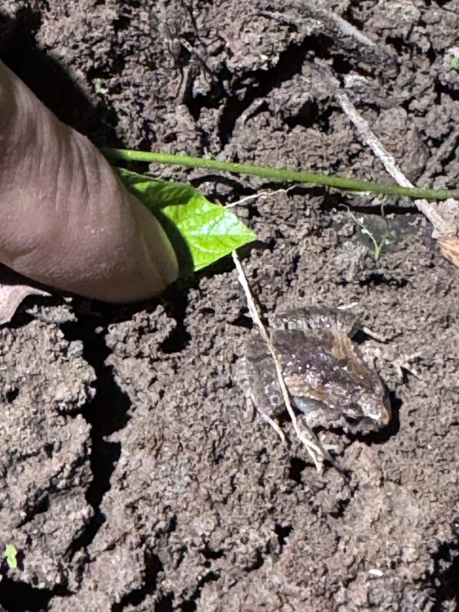 Microhyla dabieshanensis
