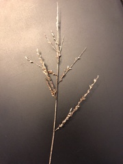 Leptochloa dubia