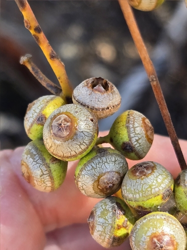 Eucalyptus leptopoda, 2026-01-19