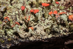 Cladonia incrassata