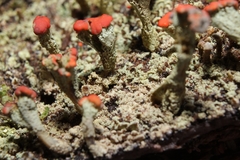 Cladonia incrassata