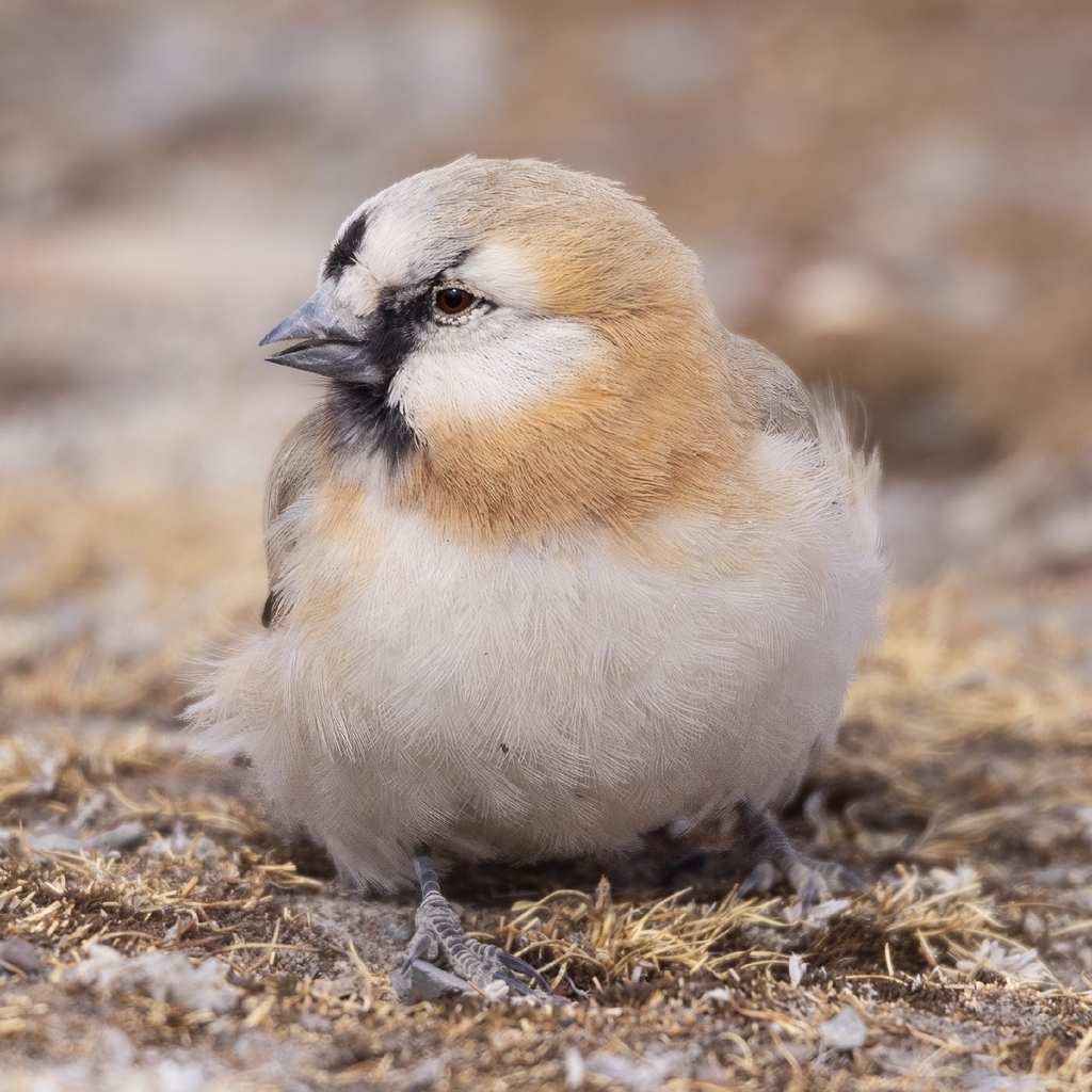 Blanford's Snowfinch