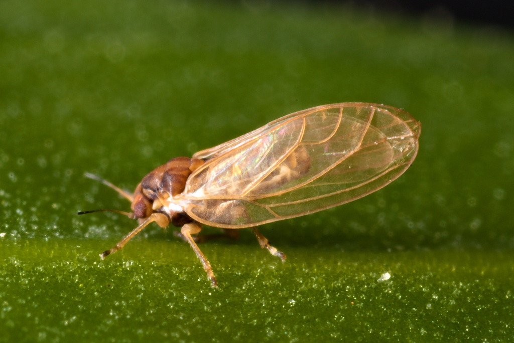Trioza caesaris