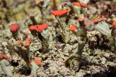 Cladonia incrassata