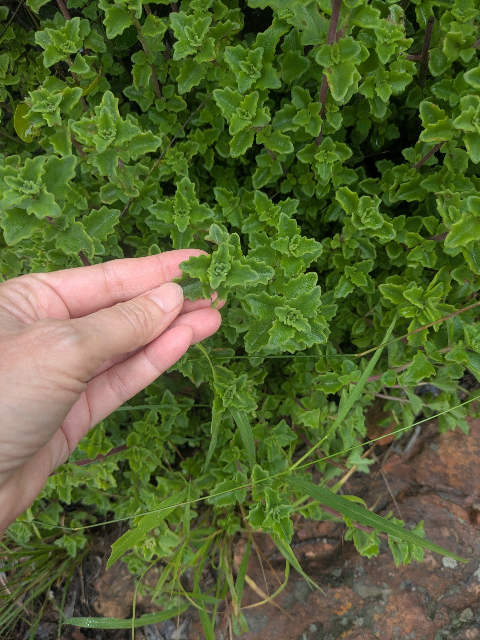 Coleus