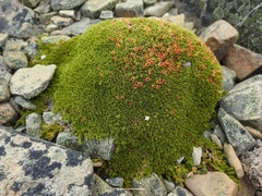 Dracophyllum muscoides