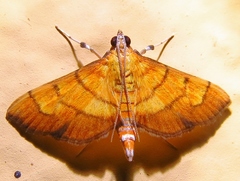 Orphanostigma haemorrhoidalis
