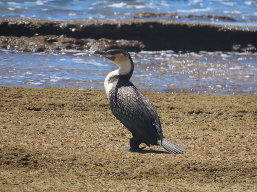 iNaturalist: (c) Johan Huisamen, some rights reserved (CC BY-NC), uploaded by Johan Huisamen iNaturalist image