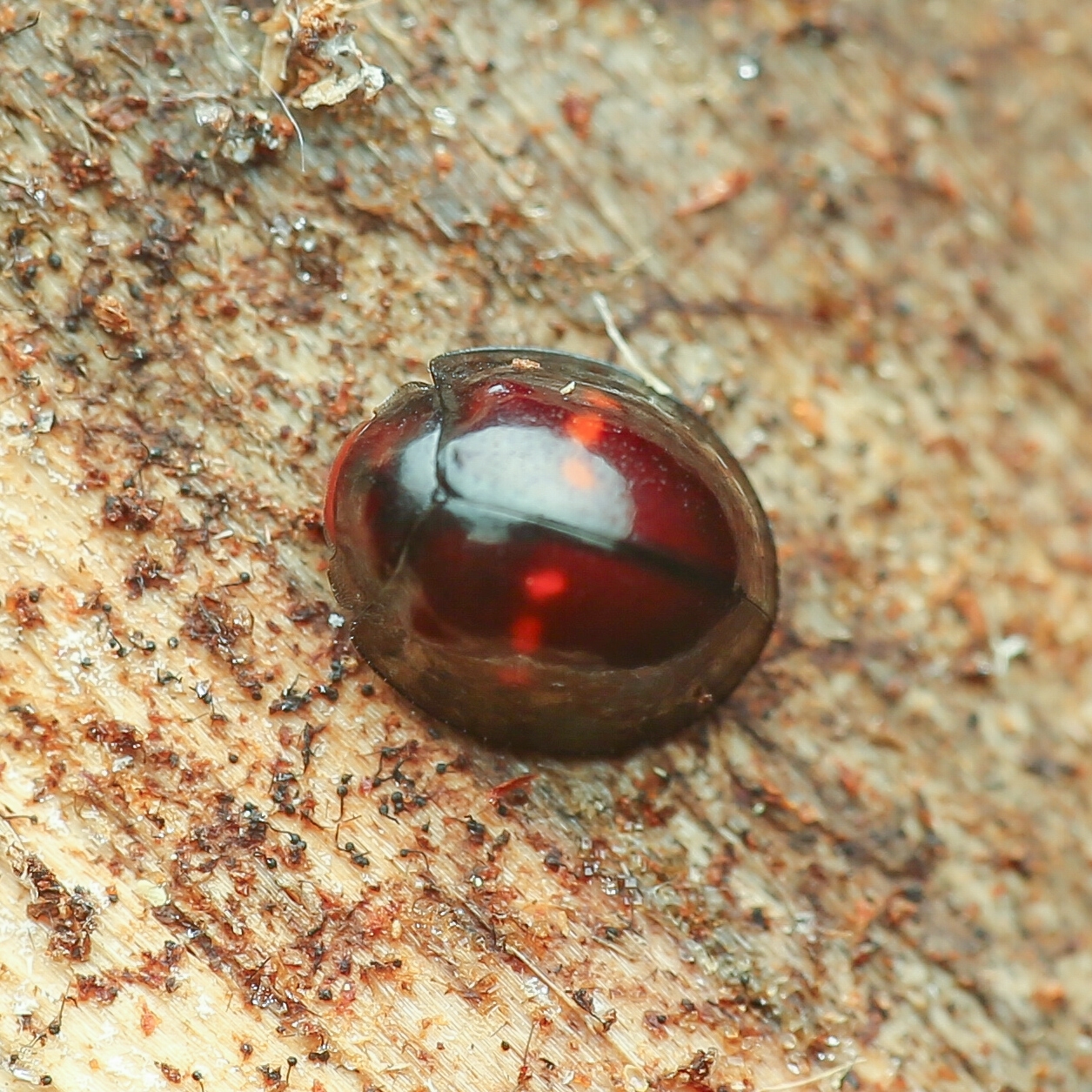 Chilocorus bipustulatus