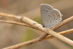 Cupido comyntas texana