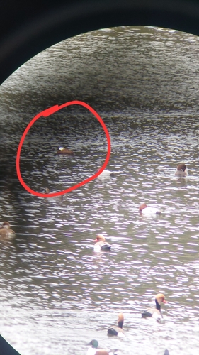 White-headed Duck