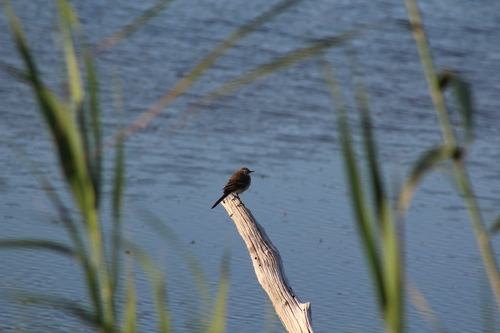 iNaturalist: (c) Kieran, some rights reserved (CC BY-NC), uploaded by Kieran iNaturalist image