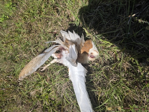 View observation of {o.common_name} on iNaturalist