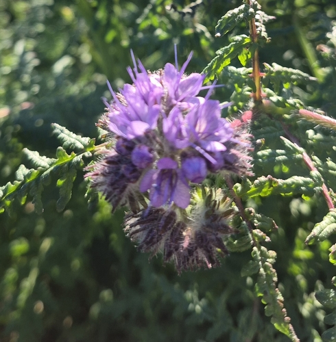 Another photo of Lacy Phacelia