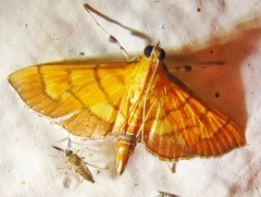Orphanostigma haemorrhoidalis
