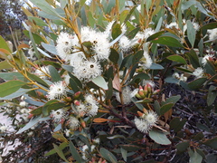 Eucalyptus utilis