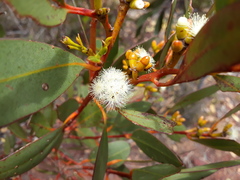 Eucalyptus uncinata