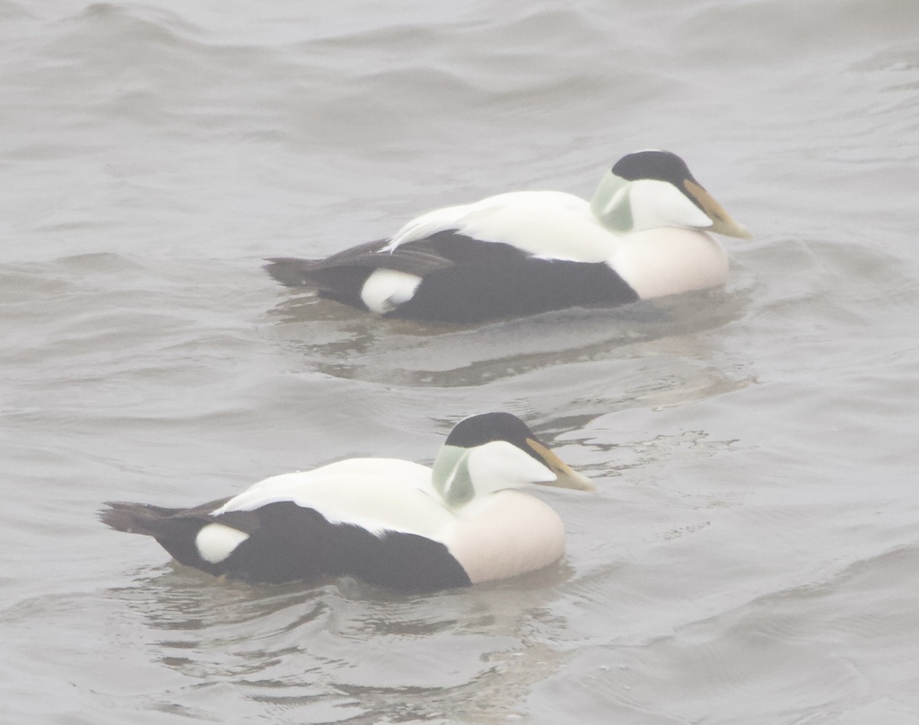 Eider À Duvet