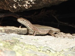 Podarcis guadarramae guadarramae