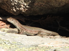 Podarcis guadarramae guadarramae