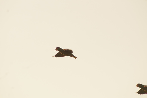 White-fronted Amazon (Amazona albifrons), photo 6