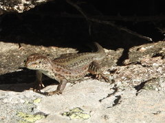 Podarcis guadarramae guadarramae