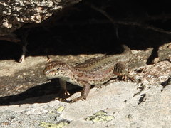Podarcis guadarramae guadarramae