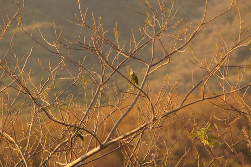 White-fronted Amazon (Amazona albifrons), photo 7