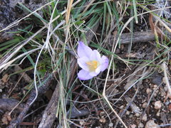 Crocus carpetanus