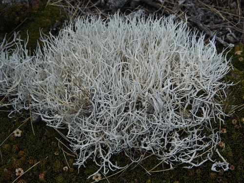 Whiteworm Lichen