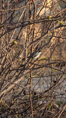 White-lored Gnatcatcher (Polioptila albiloris)