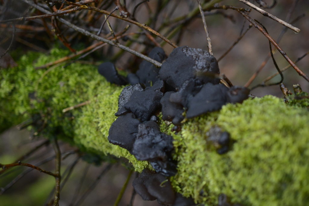 Exidia glandulosa · January 2026 · photo: © cryptomarasmius (iNaturalist, cc-by)