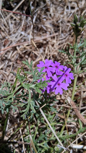 Latin American Mock Vervain (Glandularia tenera)