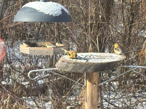 iNaturalist observation photo of American Goldfinch