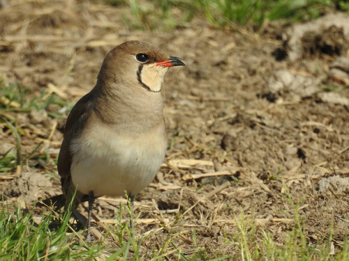 iNaturalist: (c) Daniel Raposo, some rights reserved (CC BY-NC), uploaded by Daniel Raposo iNaturalist image