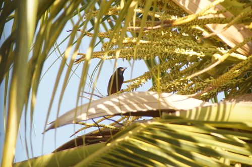 Orchard Oriole (Icterus spurius), photo 3