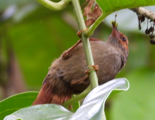 Red-faced Spinetail (Cranioleuca erythrops), photo 2