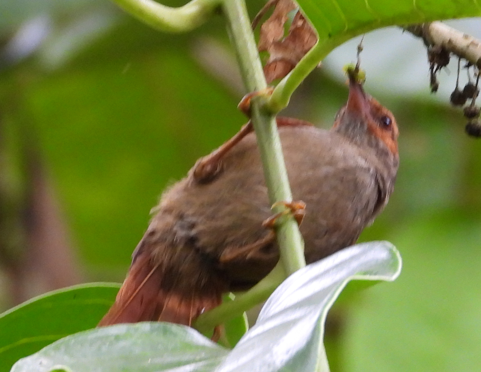Red-faced Spinetail (Cranioleuca erythrops), photo 2