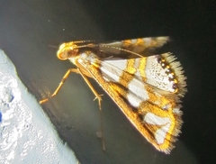 Chrysendeton