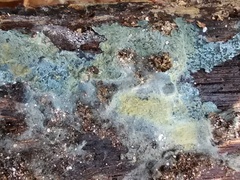 Byssocorticium atrovirens