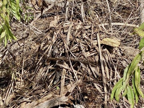 iNaturalist observation photo of Woodrats
